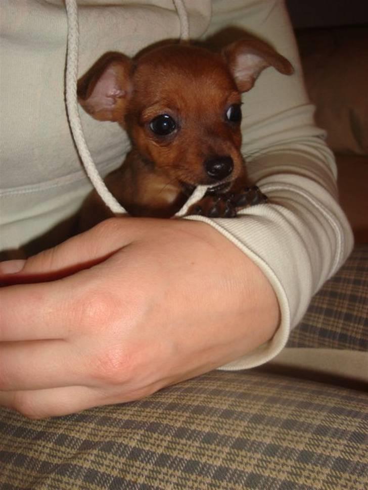 Blanding af racer diva <3 solgt billede 7