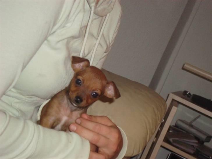 Blanding af racer diva <3 solgt billede 8