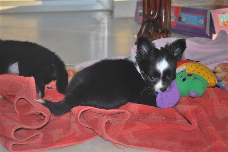 Chihuahua Skovlunds Piil billede 7