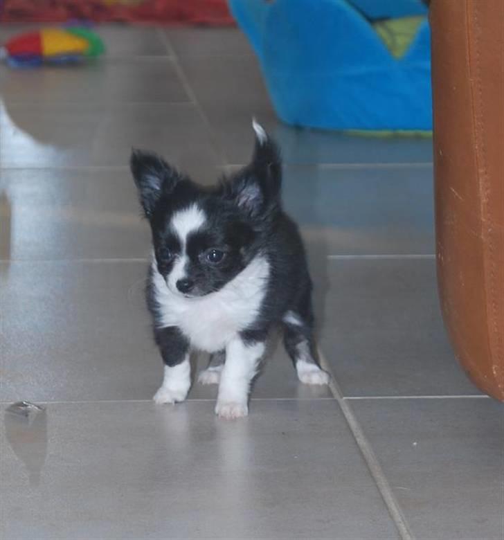 Chihuahua Skovlunds Piil billede 1