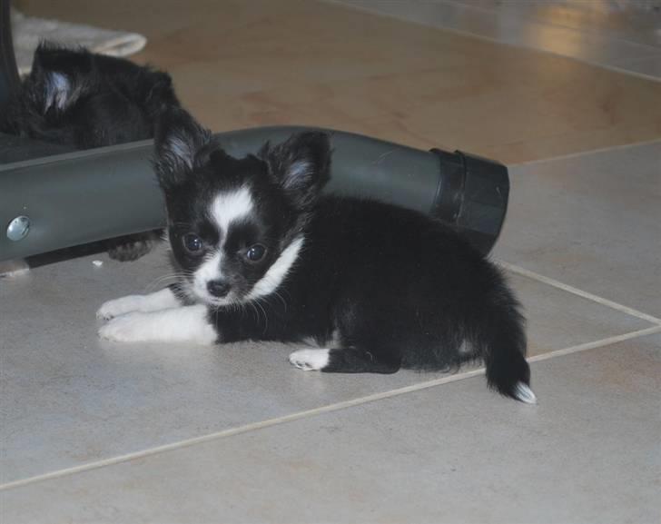 Chihuahua Skovlunds Piil billede 2