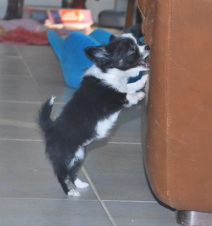 Chihuahua Skovlunds Piil billede 3