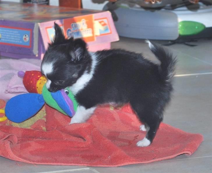 Chihuahua Skovlunds Piil billede 4