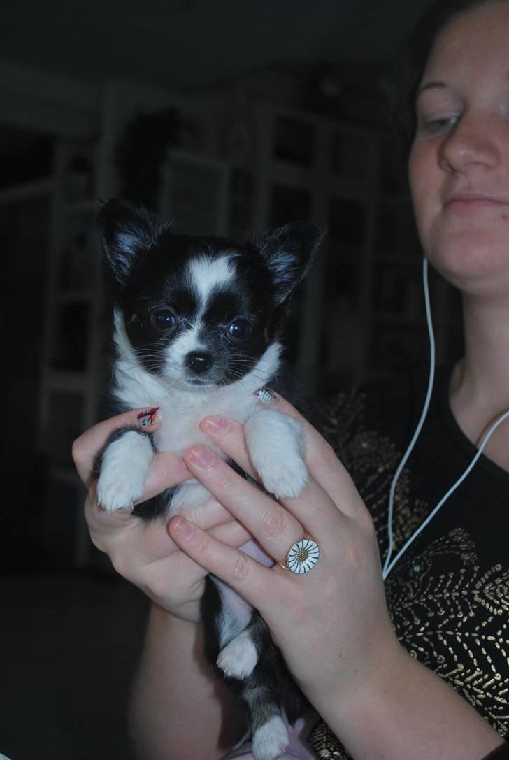 Chihuahua Skovlunds Piil billede 5