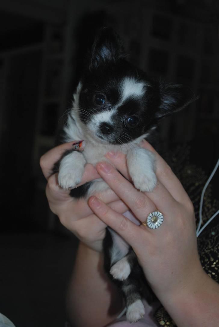 Chihuahua Skovlunds Piil billede 6