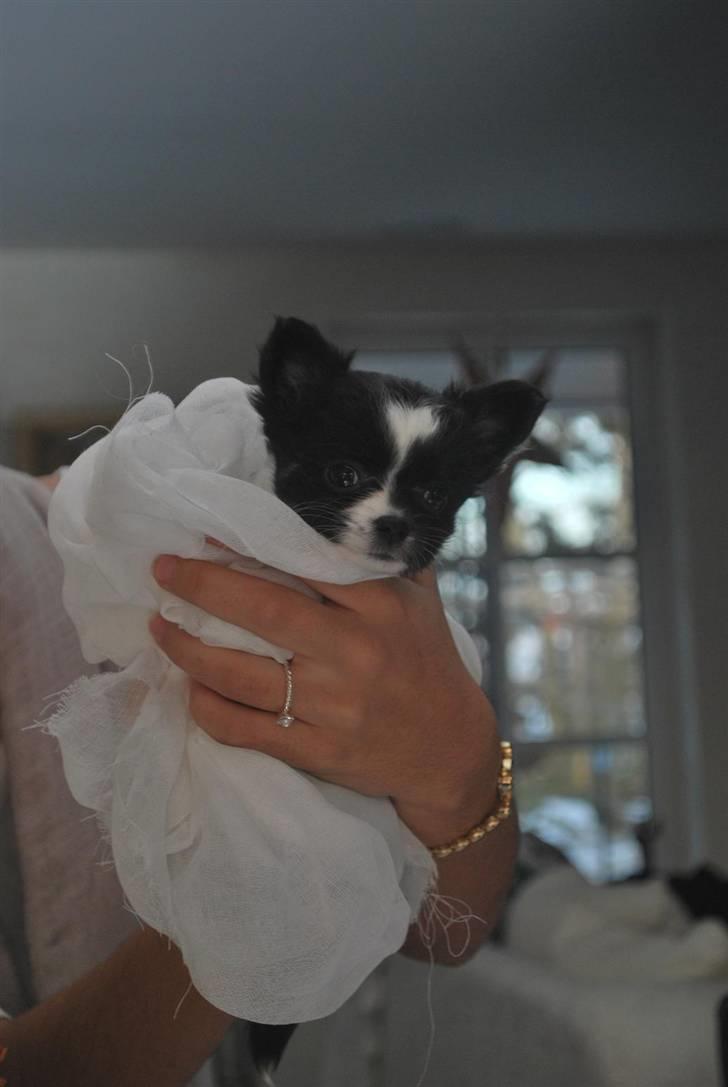 Chihuahua Skovlunds Piil billede 8