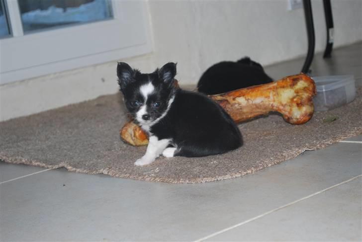 Chihuahua Skovlunds Piil billede 9