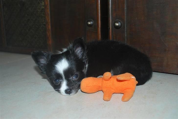 Chihuahua Skovlunds Piil billede 10