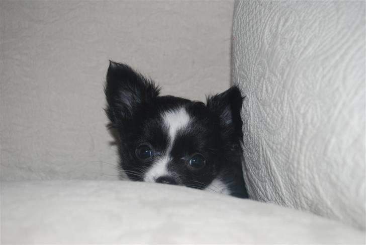 Chihuahua Skovlunds Piil billede 11