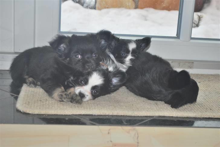 Chihuahua Skovlunds Piil billede 12