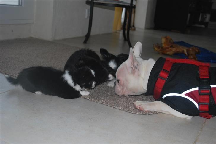 Chihuahua Skovlunds Piil billede 13