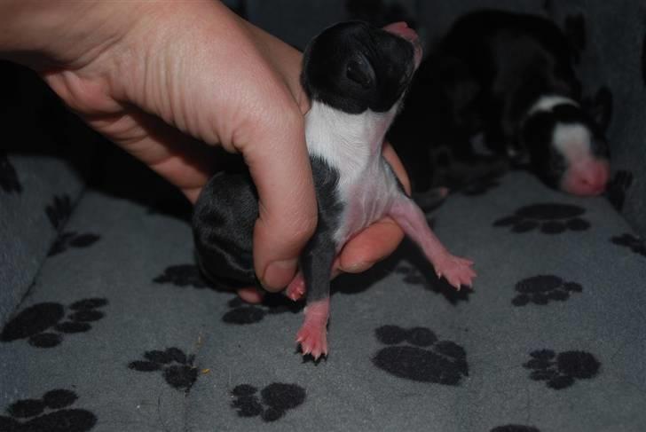 Chihuahua Skovlunds Piil - 3 dage gammel billede 14