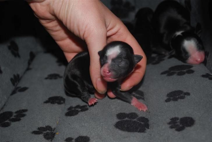 Chihuahua Skovlunds Piil - 3 dage gammel billede 15