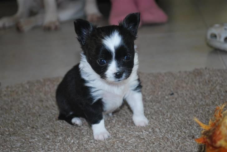 Chihuahua Skovlunds Piil billede 16