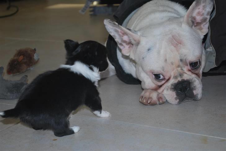 Chihuahua Skovlunds Piil billede 17