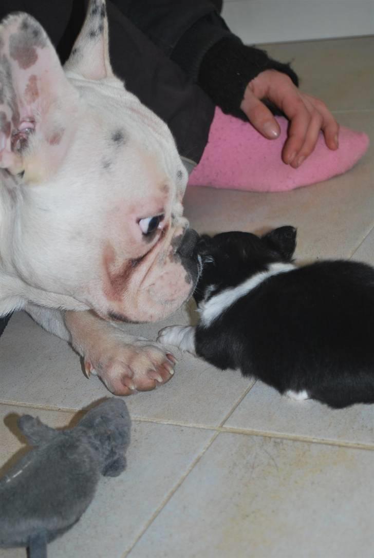 Chihuahua Skovlunds Piil billede 18