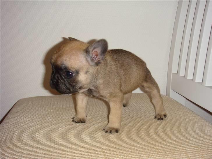 Fransk bulldog Thorndahl Dogs Amour Pour billede 1