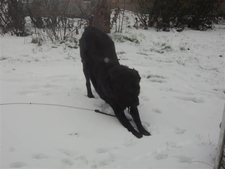 Labrador retriever Bamse  - velkommen til bamse` profil billede 1