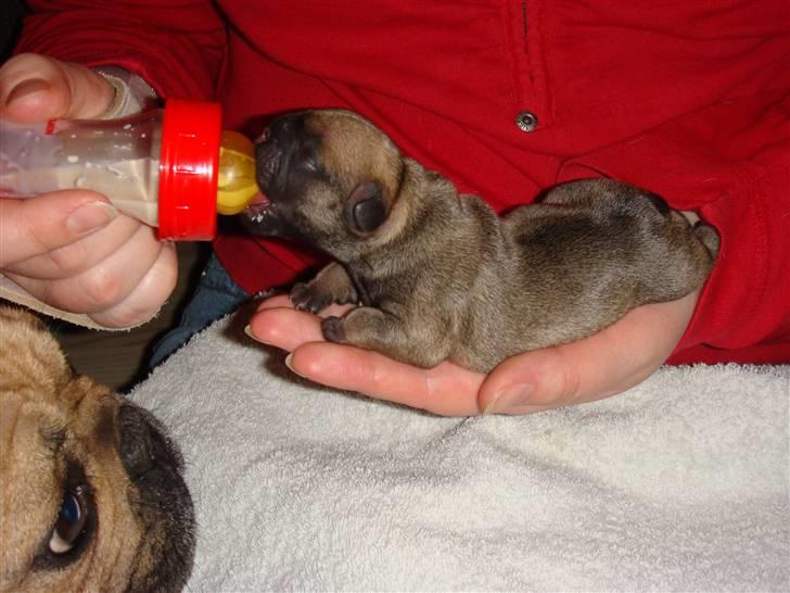 Fransk bulldog Thorndahl Dogs Amour Pour billede 2