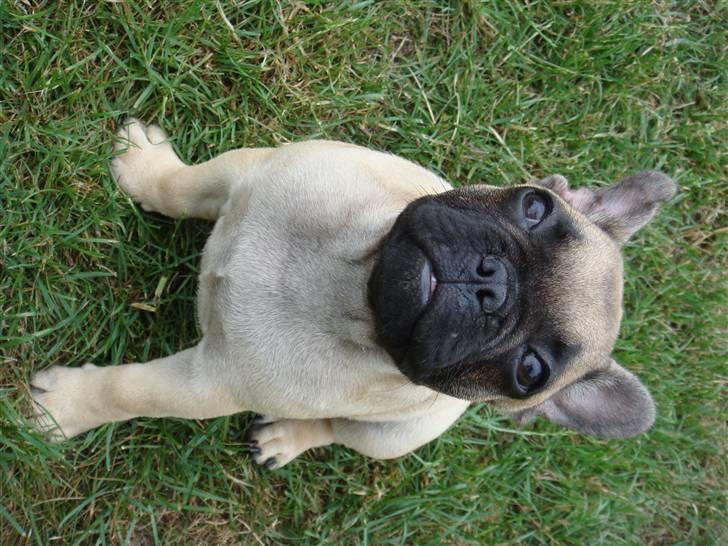 Fransk bulldog Thorndahl Dogs Amour Pour billede 3