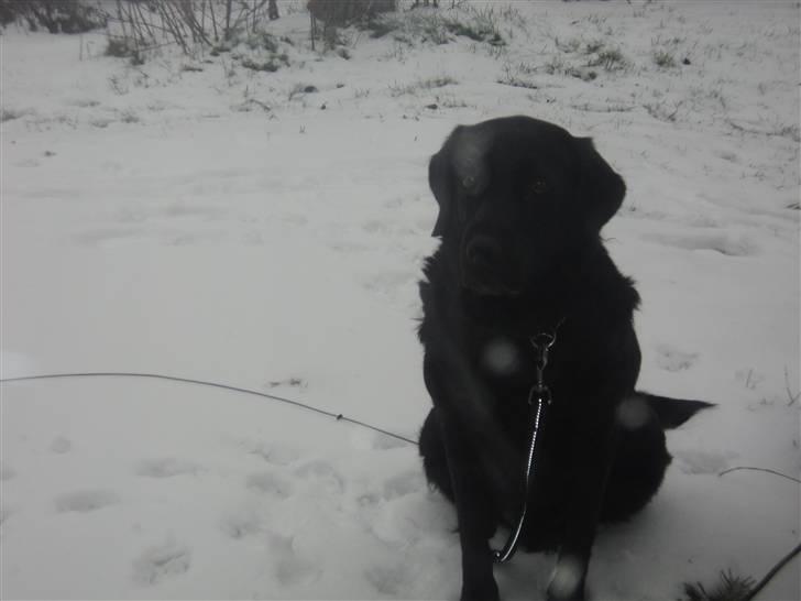 Labrador retriever Bamse  billede 2