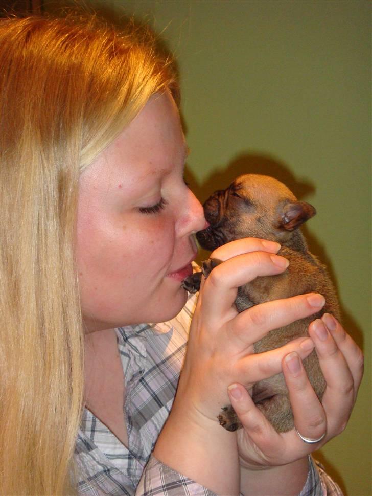 Fransk bulldog Thorndahl Dogs Amour Pour billede 4