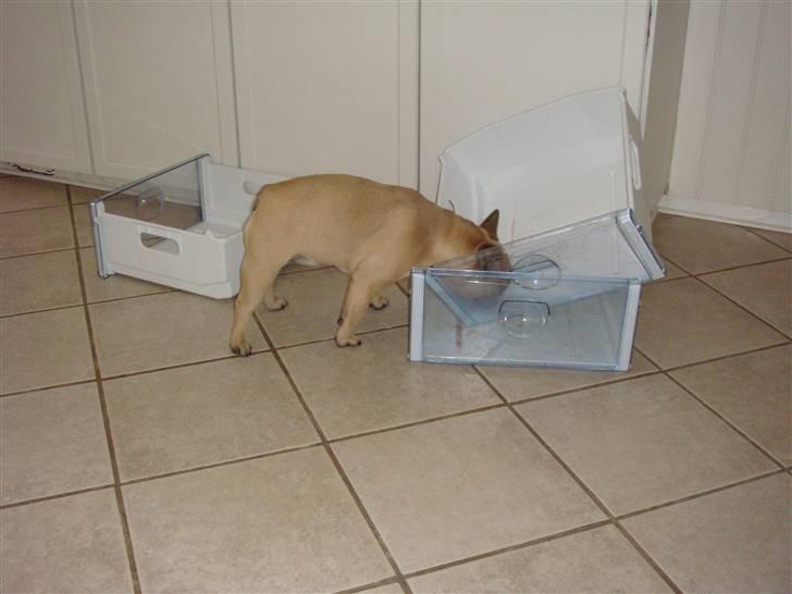 Fransk bulldog Thorndahl Dogs Amour Pour billede 5