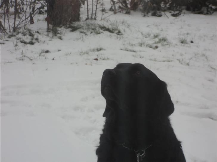 Labrador retriever Bamse  - elsker det billede billede 3