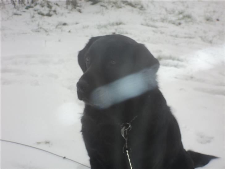 Labrador retriever Bamse  billede 4