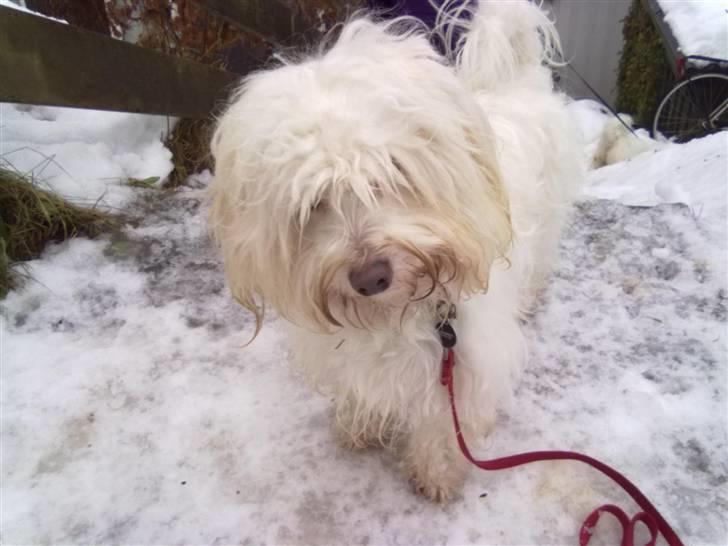 Coton de tulear karla - søde karla i snen :) billede 1