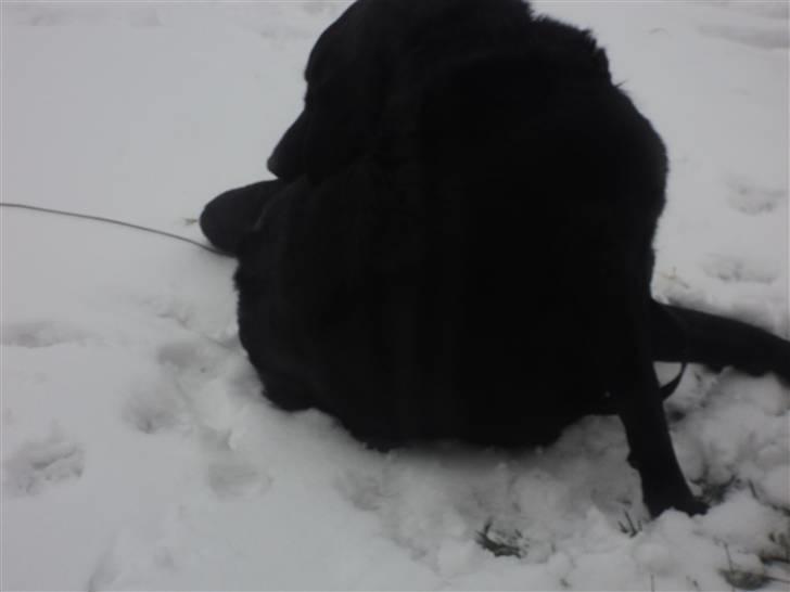 Labrador retriever Bamse  - bamse glør sig billede 5