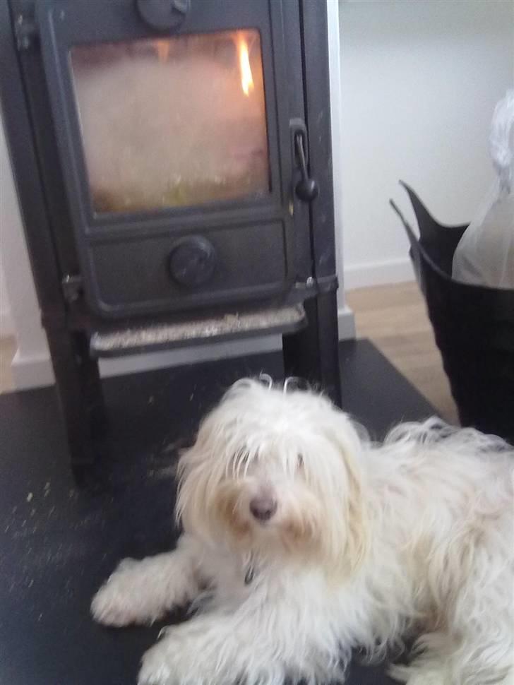 Coton de tulear karla - karla elsker bare at legge forand brandeovnen :) billede 2