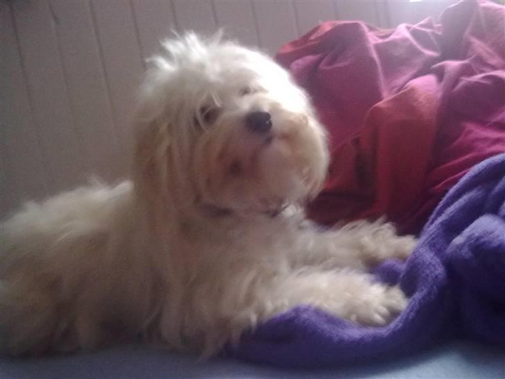 Coton de tulear karla - er hun ikke sød  billede 3