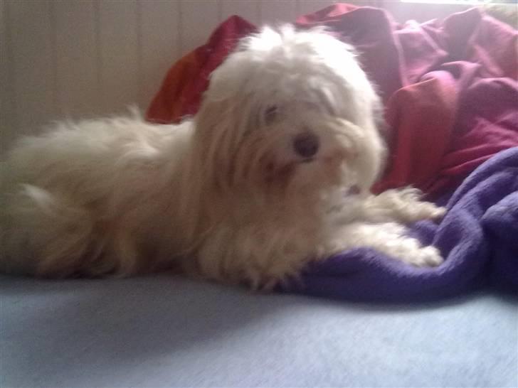 Coton de tulear karla - karla slapper af i min seng <3 billede 4