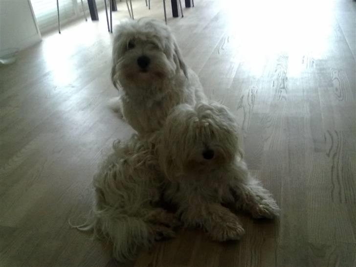 Coton de tulear karla - karla og nemo det er karla som  lægger forest <3 billede 5
