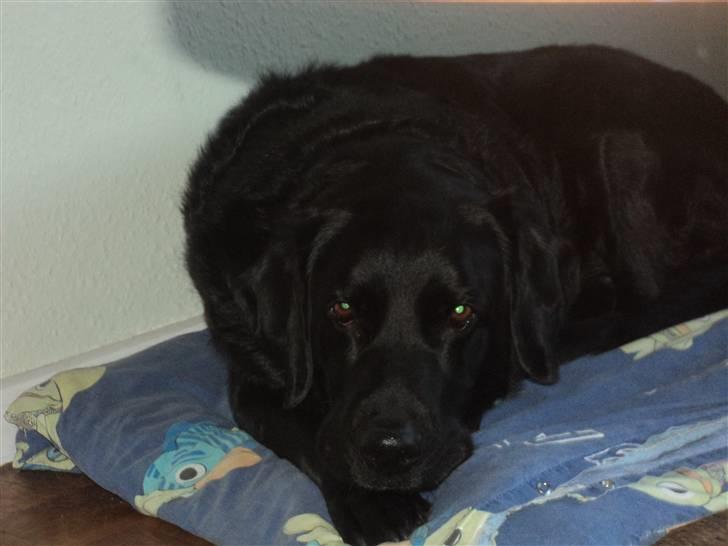 Labrador retriever Bamse  billede 6