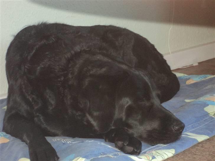 Labrador retriever Bamse  - lille bamse sover billede 7