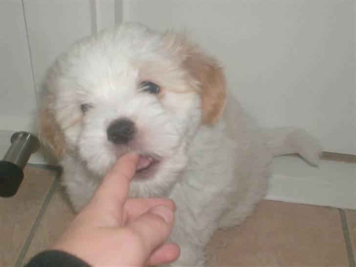 Coton de tulear karla - karla som baby <3 billede 6