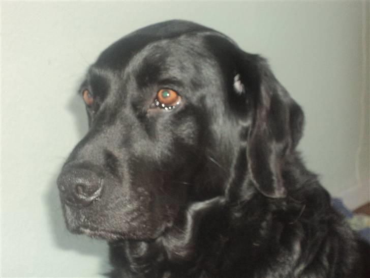 Labrador retriever Bamse  billede 8