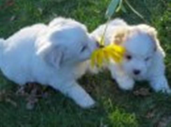 Coton de tulear karla - karla som lille sammen med hendes bror. karla er den til højre<3 :) billede 7