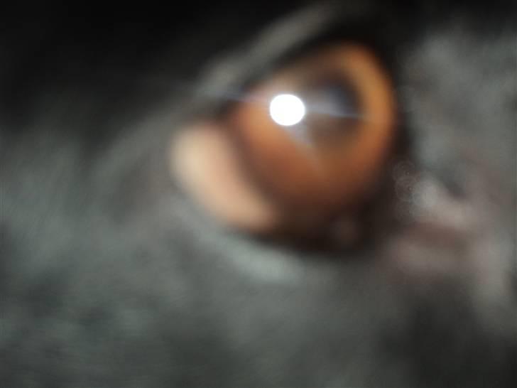 Labrador retriever Bamse  - bamse` fine brune øje billede 9