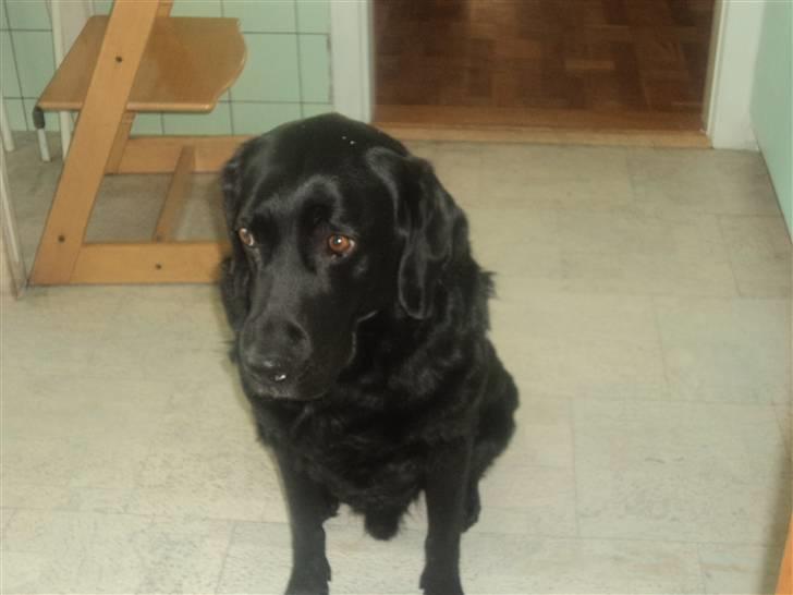 Labrador retriever Bamse  billede 10