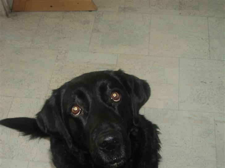 Labrador retriever Bamse  - når billede 11