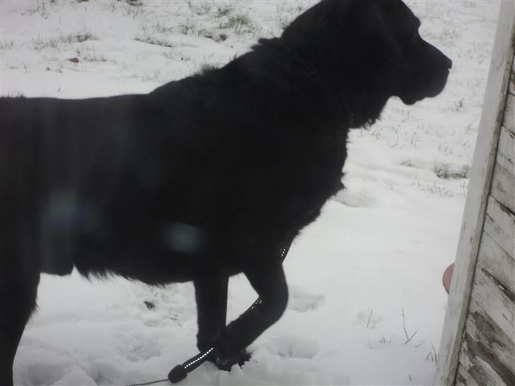 Labrador retriever Bamse  billede 12