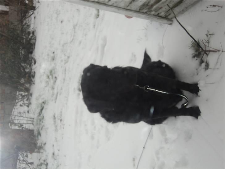 Labrador retriever Bamse  billede 13