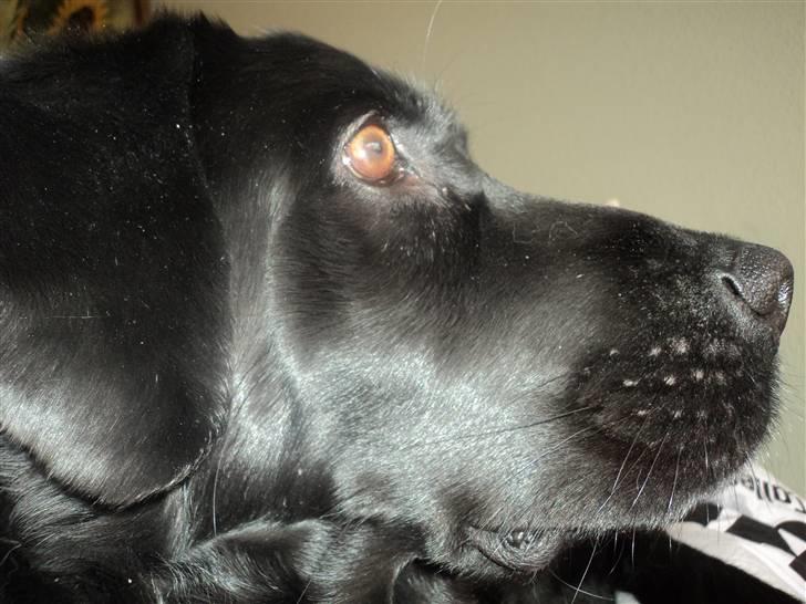 Labrador retriever Bamse  billede 14