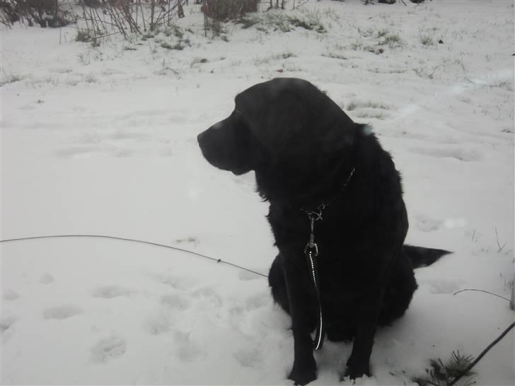 Labrador retriever Bamse  billede 15