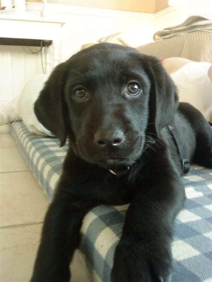 Labrador retriever Basse - .her er en hvalp.;) billede 1