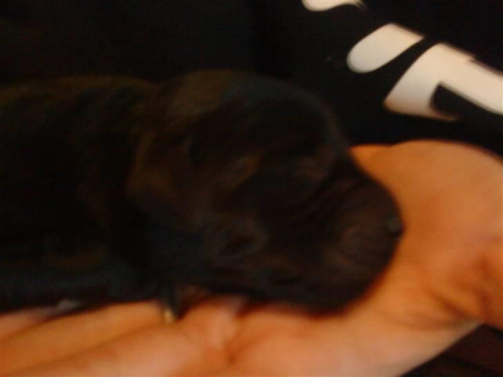 Labrador retriever Basse - .på dette billede er han 6 timer gammel;-) billede 2
