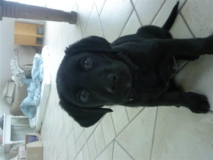 Labrador retriever Basse - .her er en hvalp.:) billede 3